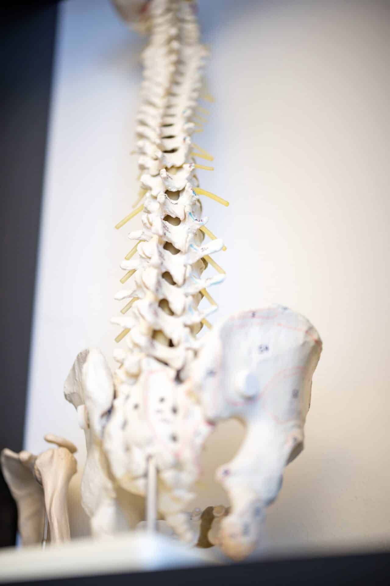 Skelett: Wirbelsäule & Hüfte